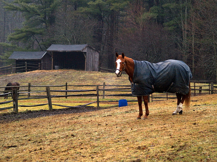 cavalo, New hampshire, Inverno, cobertor, ao ar livre, chuvoso, frio