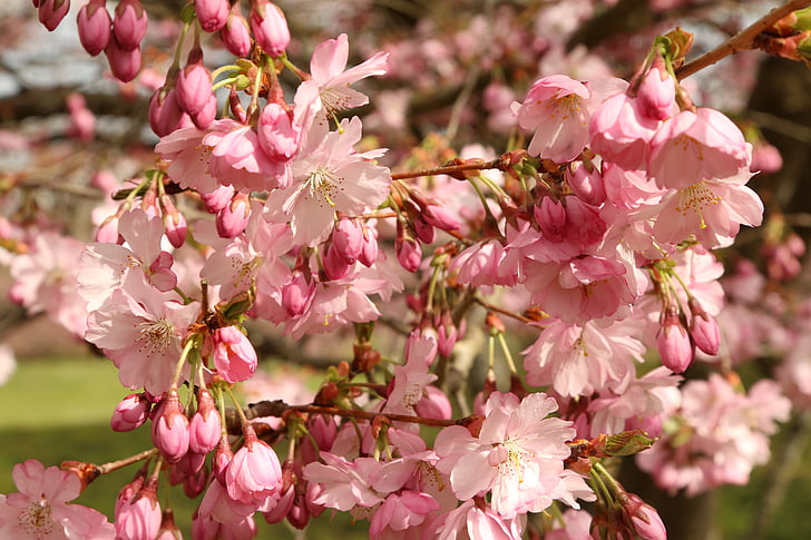 třešňový květ, květiny, květ, jaro, Bloom, růžová, Zavřít
