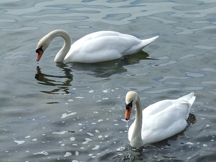 Swan, labute, Vodné vták, schwimmvogel