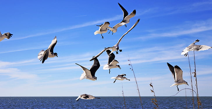 galebovi, leti, nebo, ptice vodarice, Tampa plaže