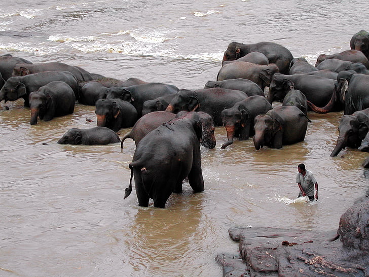Шри Ланка, pinawella, слон, баня, животните, дива природа, бозайник