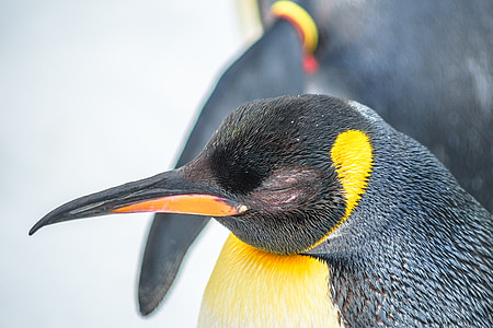 Zoo, pingouin, animal, oiseau, monde animal, oiseaux d’eau, l’Antarctique