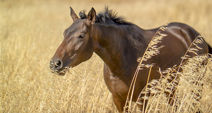 caballo, Retrato, naturaleza, al aire libre, nacionales, Rancho, animal