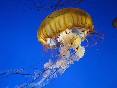 jelly fish, water, jellyfish, aquarium, creature, marine, nature