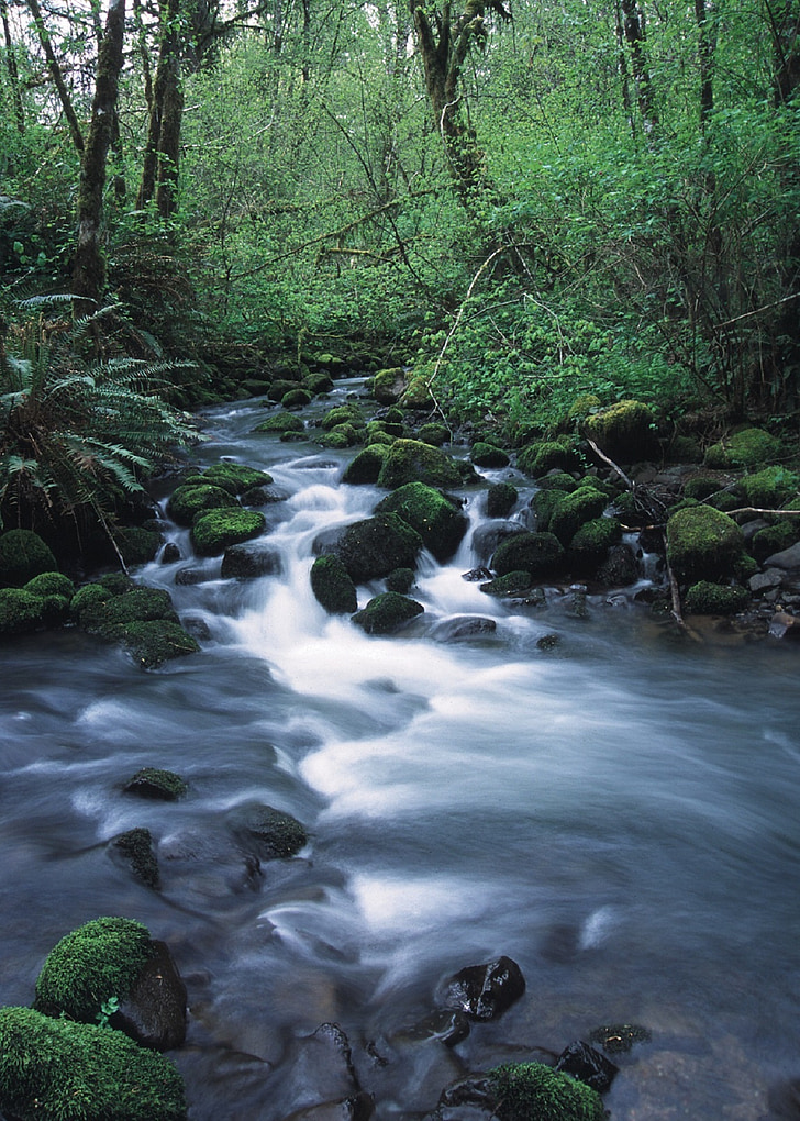 Stream, vildmarken, vatten, floden, flödar, Oregon, landskap