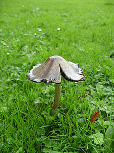 mushroom, gift, schöner, solitaire
