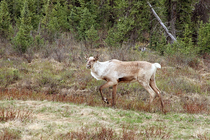 caribou, animal, nature, wildlife, reindeer, mammal, north