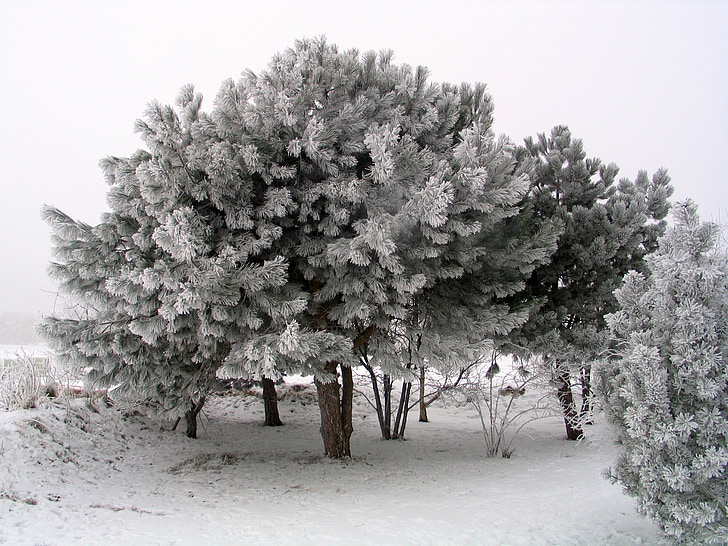 tree, winter, trees, ice, wintry, pine