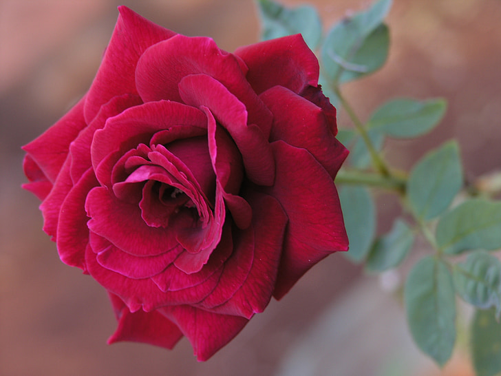 rode roos, bloem, natuur