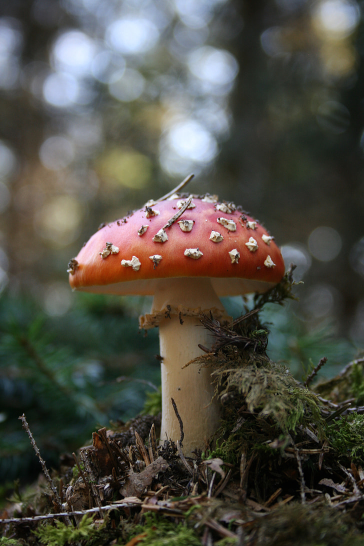 mushroom, fly agaric, forest, nature, autumn, toxic, red