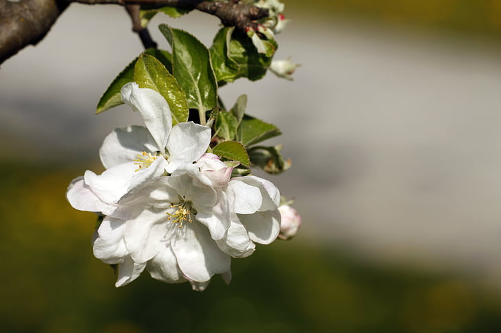 kirsi õied, kevadel, õitsemise puud, lilled