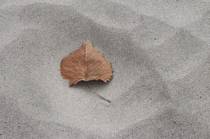 fall, leaf, sand, autumn, nature, outdoor, calm