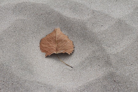 tardor, fulla, sorra, tardor, natura, l'aire lliure, calma