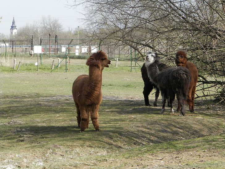 Alpaca, ogród zoologiczny, dzisiejszymi wielbłądowatymi