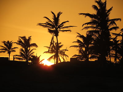 zonsondergang, kokospalmen, middag, palmbomen, silhouet