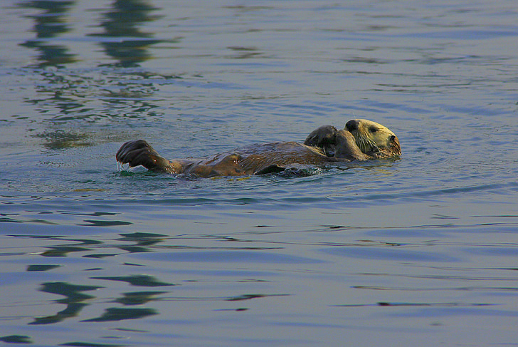 sea otter, tranquil, otter, peaceful, animal, swimming