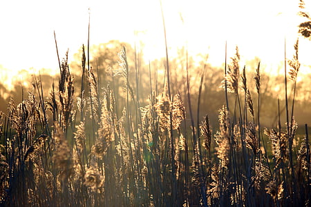 roseau, lever du soleil, morgenstimmung, rivière, herbe, nature, Elbe