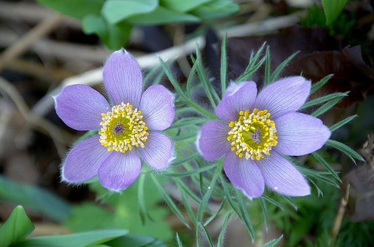 anemone, flower, garden, spring, purple, bloompurple, flowers