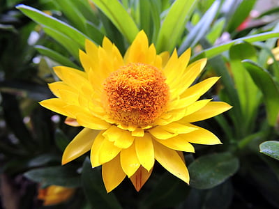 cvijet, žuta, latica, boja, proljeće, priroda, Faye