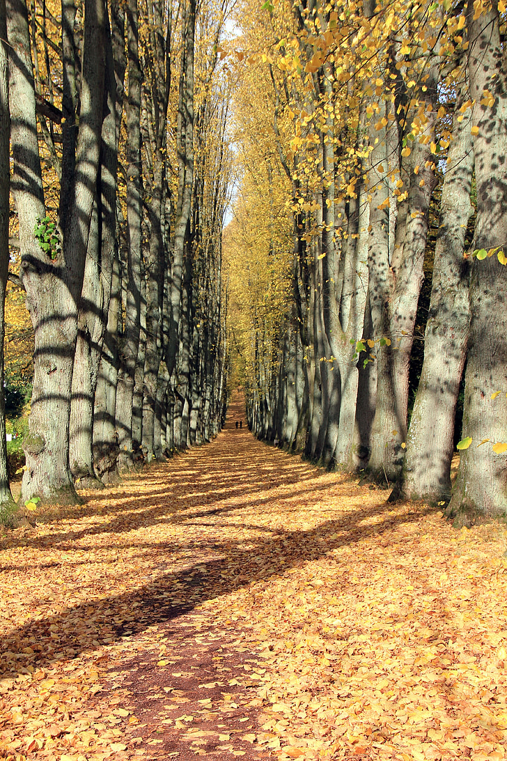 otoño, distancia, Avenida, Bomberg, hojas, a pie, árboles