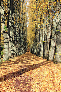 Есен, далеч, авеню, Bomberg, листа, разходка, дървета