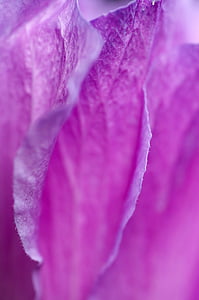 petal, violet, flower, macro, nature, plant, close-up