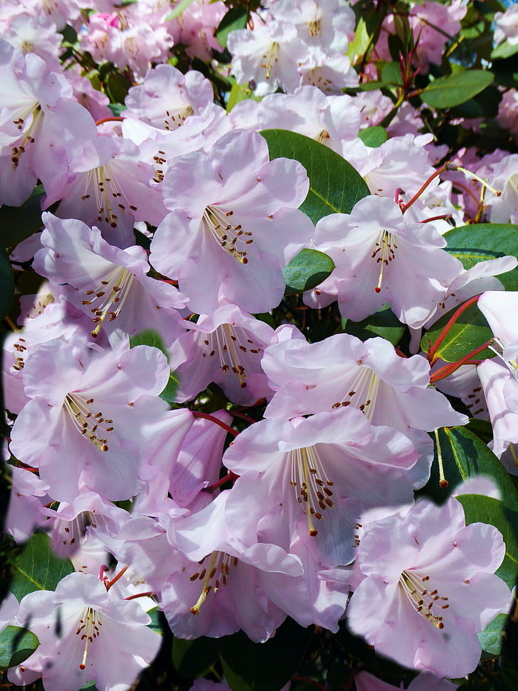 Rhododendron blūmings, Bušs, rozā, lieli ziedi, krūmi