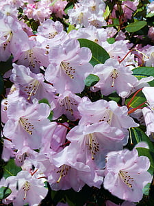 Rhododendron cvetenja, Bush, roza, veliki cvetovi, grmovje
