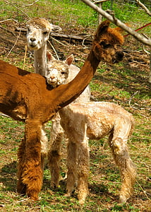 alpacas, fleece, fiber, animal, mammal, cute, wool
