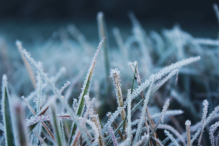 Frost, naturen, kalla, fryst, vinter, Ice, Mogna