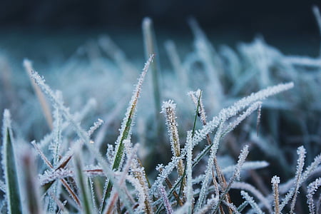 Frost, natuur, koude, bevroren, winter, ijs, rijp