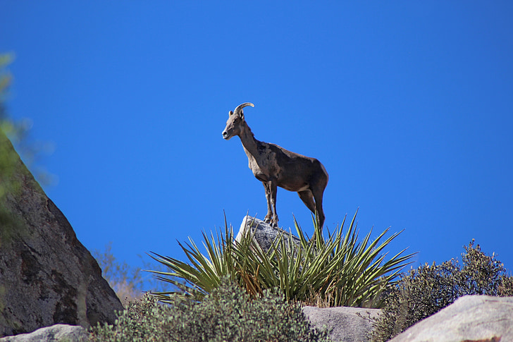 bighorn del deserto, pecore, fauna selvatica, natura, selvaggio, rocce, in piedi