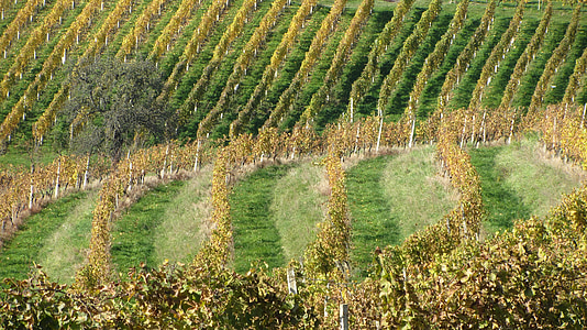 anggur, kebun anggur, anggur, Winery, pertanian, alam, anggur