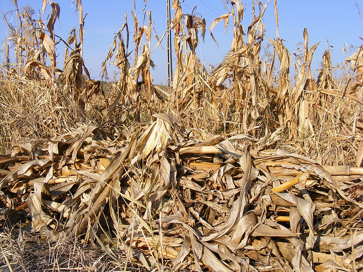 lauksaimniecība, kukurūza, kaltētas, kritums, lauks, stiebri, rudens