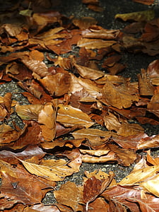 fall foliage, leaves, brown, yellow, fall leaves