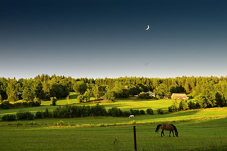summer, sunset, moon, grass, horse, forest, tree