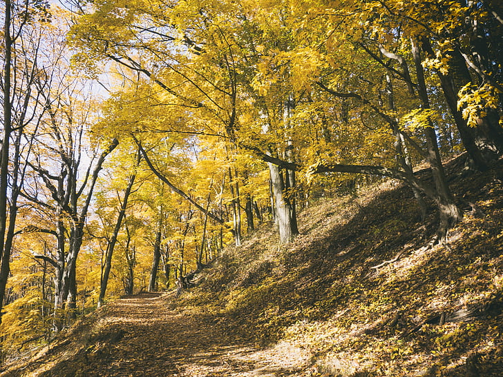musim gugur, warna musim gugur, cabang, Siang hari, lingkungan, musim gugur, hutan