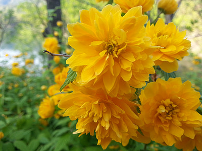 yellow flower, yellow, flowers, plants, nature, crush, asteraceae