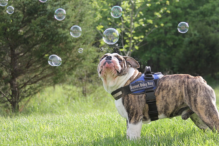 hund, bobler, bulldog, et dyr, kæledyr, boble, græs