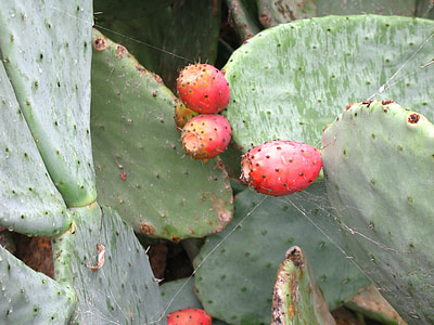 kaktusfikon, frukter, törnen, röd, grön, Sicilien