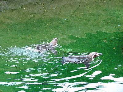 Penguin, dyrehage, vann, grønn, fuglen