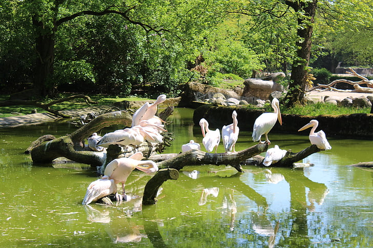 Pelikan, Zoo, Hampuri, Hagen becks, Bill, pää, istuu