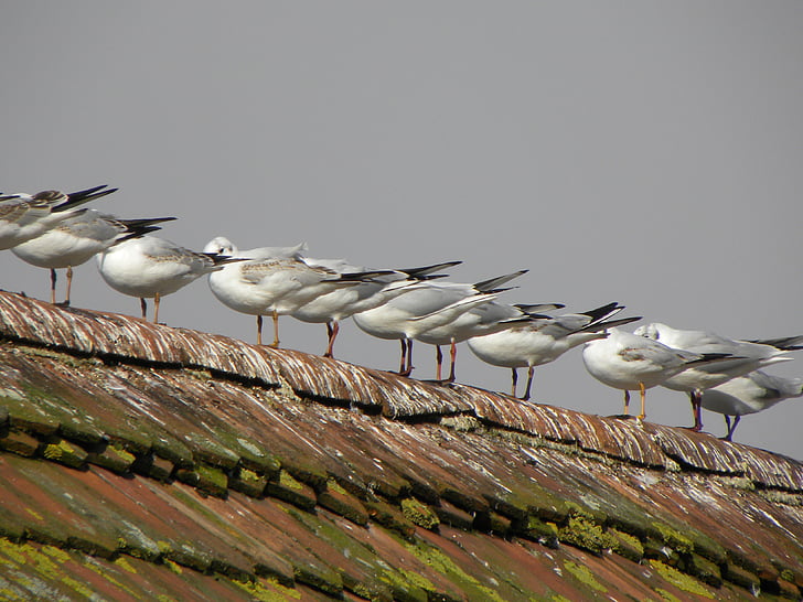 gaivotas, telhado, aves, Sente-se, série, telha, telhado de casa