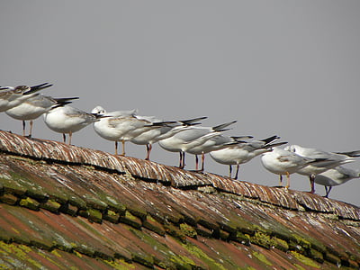 racky, střecha, ptáci, Sit, série, vedle sebe, střecha domu