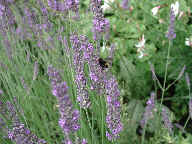 lavande, Bourdon, abeille, fleurs, jardin, Purple