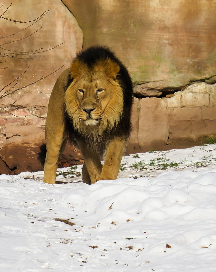 León, depredador, gato, hombre, Parque zoológico, Nuremberg, Mane