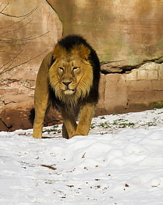 Leão, predador, gato, macho, jardim zoológico, Nuremberg, Juba