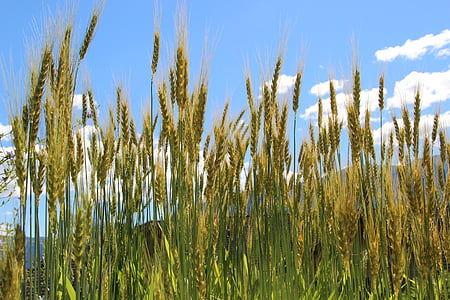 cereais, trigo, campo de milho, natureza, agricultura, azul, céu