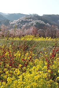 Fukushima, ķiršu ziedu apskate kalnos, rapsis zied, Abe Koičiro, Watari
