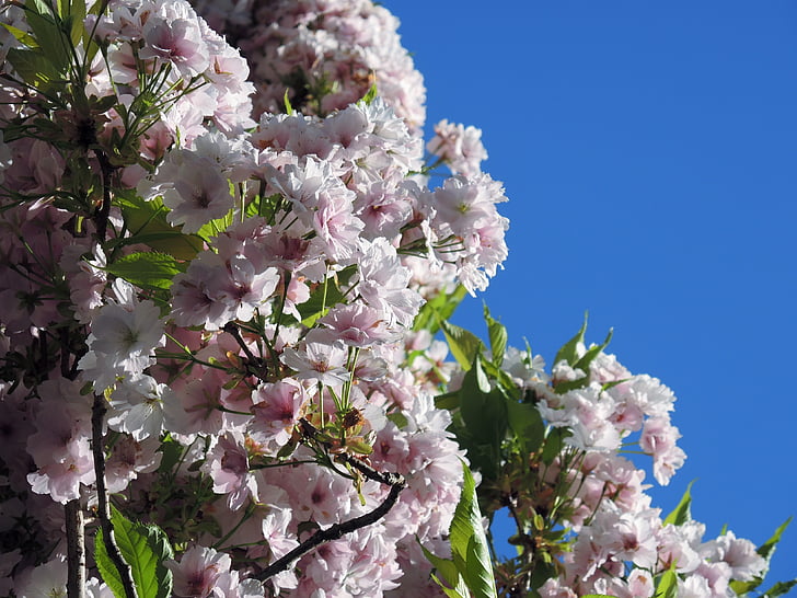 квіти, Весна, Природа, небо, фоновому режимі, білий, рожевий